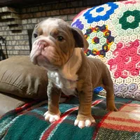 Gustav, a female English Bulldog for sale in Minerva, OH – Photo 7 of 8