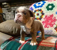 Gustav, a female English Bulldog for sale in Minerva, OH – Photo 7 of 8