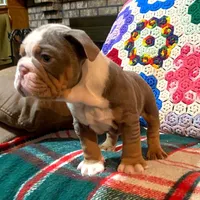 Gustav, a female English Bulldog for sale in Minerva, OH – Photo 5 of 8