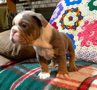 Gustav, a female English Bulldog for sale in Minerva, OH – Photo 5 of 8