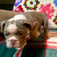 Gustav, a female English Bulldog for sale in Minerva, OH – Photo 6 of 8