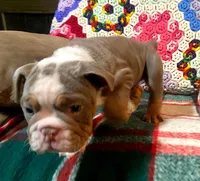 Gustav, a female English Bulldog for sale in Minerva, OH – Photo 6 of 8
