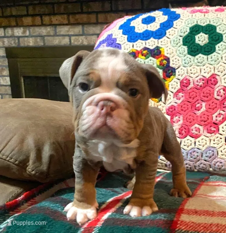Gustav – English Bulldog puppy for sale in Minerva, OH