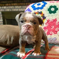 Gustav, a female English Bulldog for sale in Minerva, OH – Photo 3 of 8