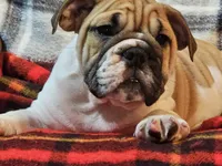 Carlos, a male English Bulldog for sale in Minerva, OH – 2 of 10