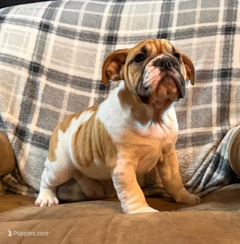 Carlos – English Bulldog puppy for sale in Minerva, OH