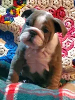 Jackson, a male English Bulldog for sale in Minerva, OH – Photo 1 of 8