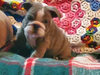 Jackson, a male English Bulldog for sale in Minerva, OH – Photo 5 of 8