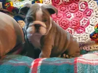 Jackson, a male English Bulldog for sale in Minerva, OH – Photo 6 of 8