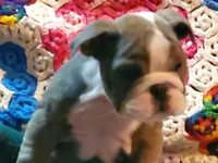 Jackson, a male English Bulldog for sale in Minerva, OH – Photo 4 of 8