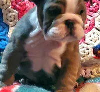 Jackson, a male English Bulldog for sale in Minerva, OH – Photo 3 of 8