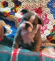 Jackson, a male English Bulldog for sale in Minerva, OH – Photo 2 of 8