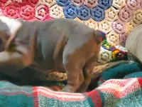 Jackson, a male English Bulldog for sale in Minerva, OH – Photo 8 of 8