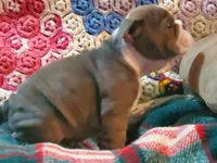 Jackson, a male English Bulldog for sale in Minerva, OH – Photo 7 of 8