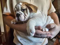 Pork Chop, a male English Bulldog for sale in Minerva, OH – 3 of 3