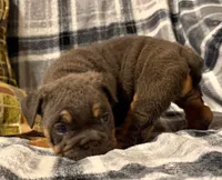 Jetta, a female English Bulldog for sale in Minerva, OH – 10 of 10