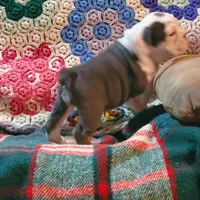 Cinderella, a female English Bulldog for sale in Minerva, OH – 8 of 9