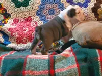 Cinderella, a female English Bulldog for sale in Minerva, OH – Photo 8 of 9