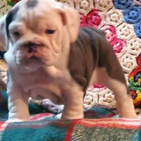 Cinderella, a female English Bulldog for sale in Minerva, OH – 4 of 9