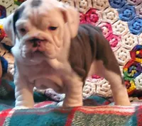 Cinderella, a female English Bulldog for sale in Minerva, OH – Photo 4 of 9