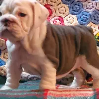 Cinderella, a female English Bulldog for sale in Minerva, OH – 6 of 9