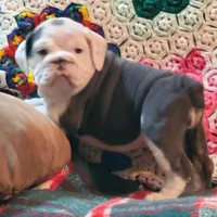 Cinderella, a female English Bulldog for sale in Minerva, OH – 3 of 9