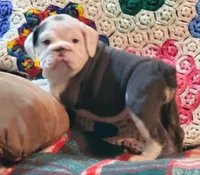 Cinderella, a female English Bulldog for sale in Minerva, OH – Photo 3 of 9