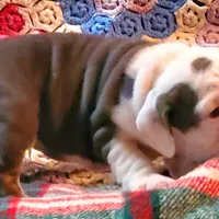 Cinderella, a female English Bulldog for sale in Minerva, OH – 7 of 9