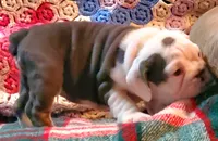 Cinderella, a female English Bulldog for sale in Minerva, OH – Photo 7 of 9