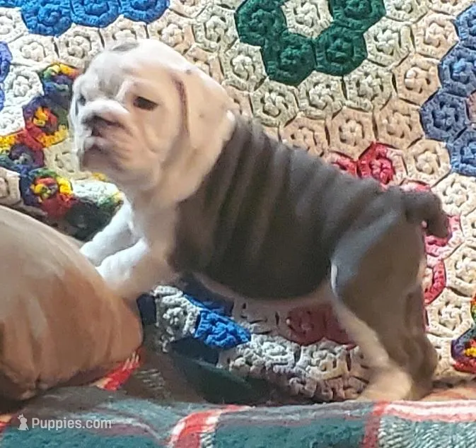 Cinderella, a female English Bulldog for sale in Minerva, OH – Photo 1 of 9