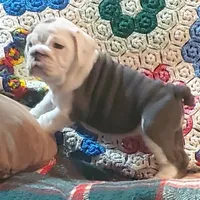 Cinderella, a female English Bulldog for sale in Minerva, OH – 1 of 9