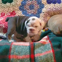 Cinderella, a female English Bulldog for sale in Minerva, OH – 9 of 9