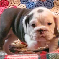 Cinderella, a female English Bulldog for sale in Minerva, OH – 5 of 9
