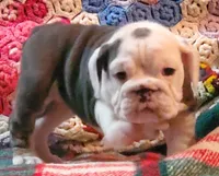Cinderella, a female English Bulldog for sale in Minerva, OH – Photo 5 of 9