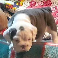 Cinderella, a female English Bulldog for sale in Minerva, OH – 2 of 9
