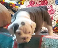 Cinderella, a female English Bulldog for sale in Minerva, OH – Photo 2 of 9