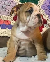 Wow Bonnie, a female English Bulldog for sale in Minerva, OH – 3 of 7