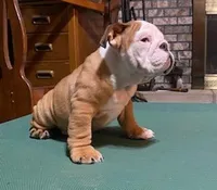 BRUTUS, a male English Bulldog for sale in Minerva, OH – 1 of 7