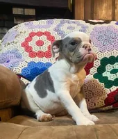 Big Al, a male English Bulldog for sale in Minerva, OH – 4 of 7