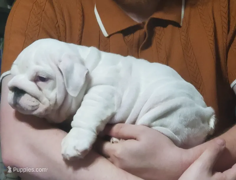 Hamburger – English Bulldog puppy for sale in Minerva, OH