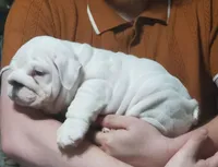Hamburger, a male English Bulldog for sale in Minerva, OH – 1 of 7