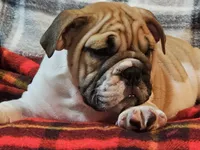 Carlos, a male English Bulldog for sale in Minerva, OH – 1 of 10