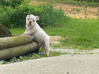 Sarge, a male English Bulldog for sale in Minerva, OH – 3 of 5