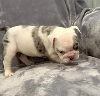 Wow! , a female English Bulldog for sale in Minerva, OH – 2 of 4