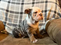 Amazing, a female English Bulldog for sale in Minerva, OH – 8 of 8