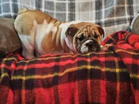 Carlos, a male English Bulldog for sale in Minerva, OH – 10 of 10