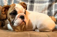 Caroline WOW, a female English Bulldog for sale in Minerva, OH – 8 of 10