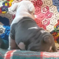 Gunny, a male English Bulldog for sale in Minerva, OH – Photo 4 of 8