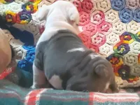 Gunny, a male English Bulldog for sale in Minerva, OH – Photo 10 of 10