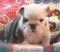 Gunny, a male English Bulldog for sale in Minerva, OH – Photo 1 of 10